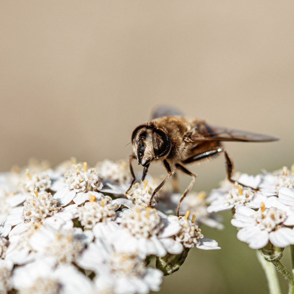 Wilde Bertram - Wit (biologisch)