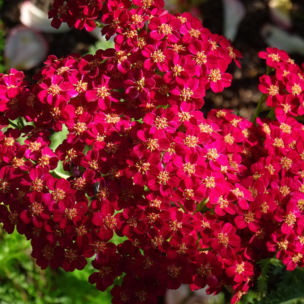 Duizendblad - Rood (biologisch)