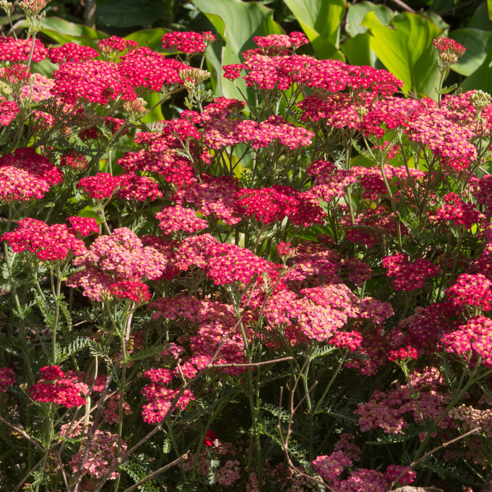 Duizendblad - Rood (biologisch)