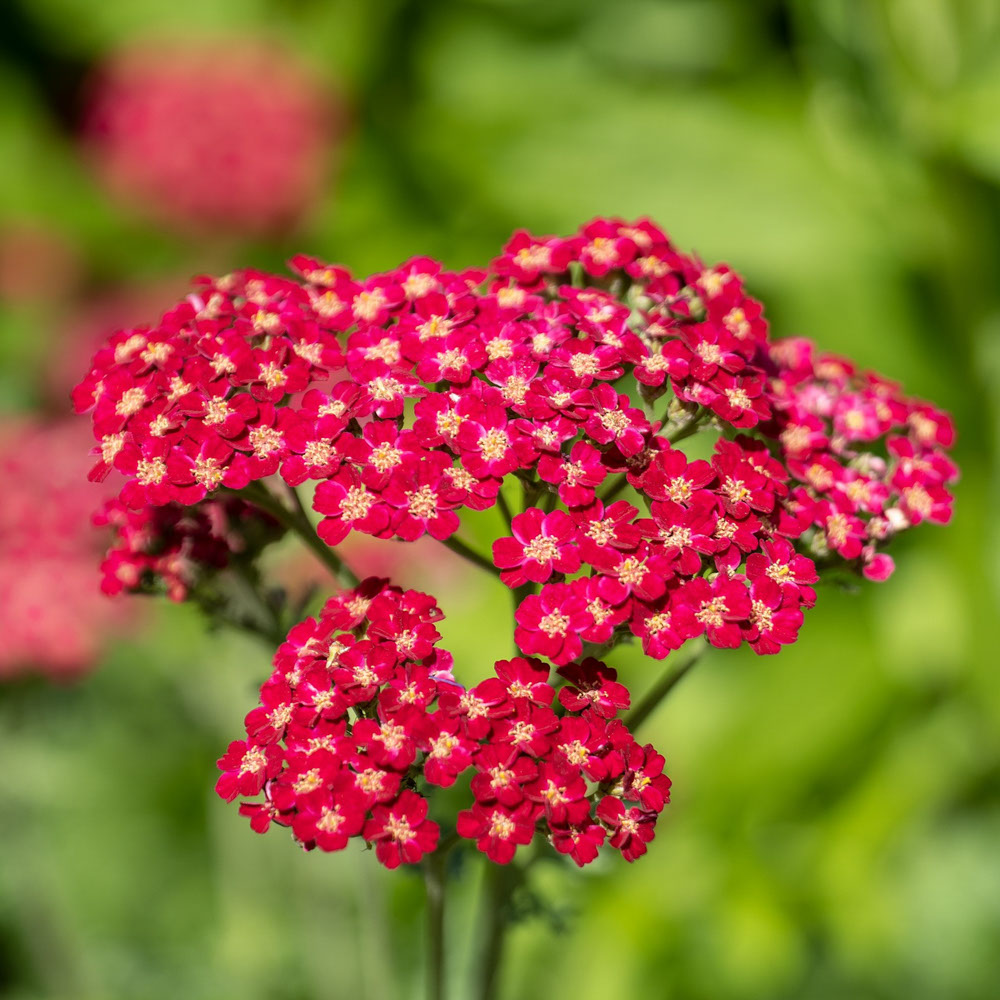 Duizendblad - Rood (biologisch)