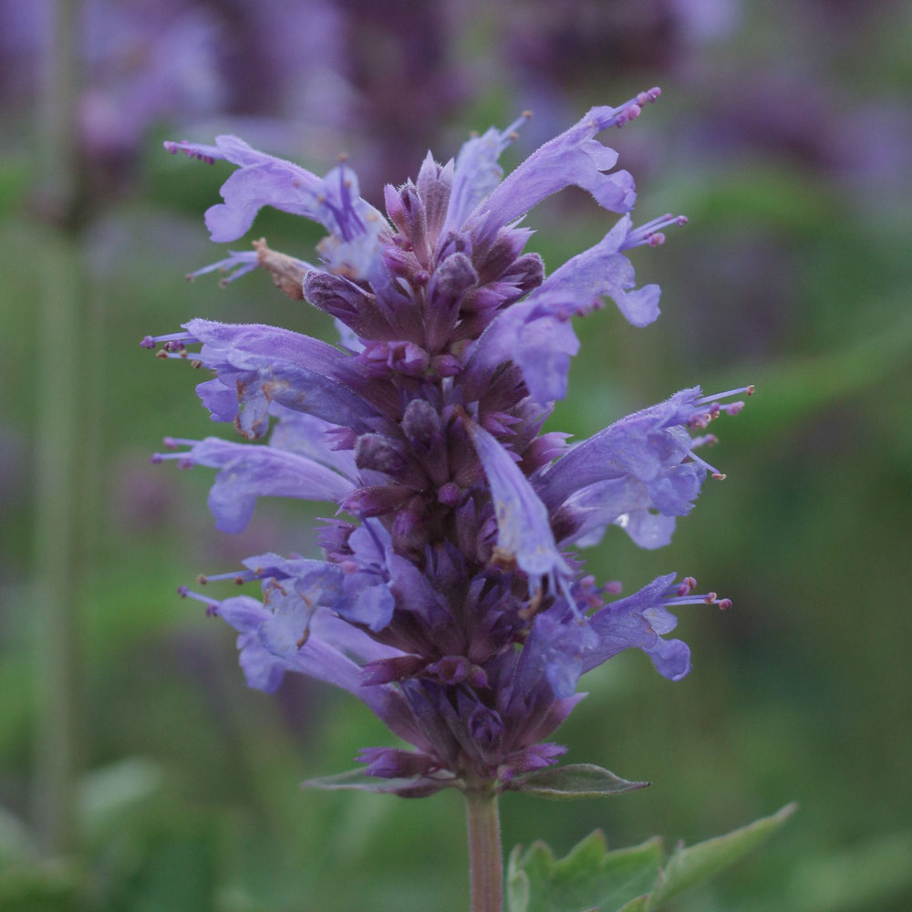 Dropplant-Anijsplant - Blue Boa (biologisch)