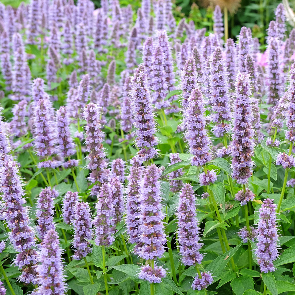 Dropplant-Anijsplant - Blue Fortune (biologisch)