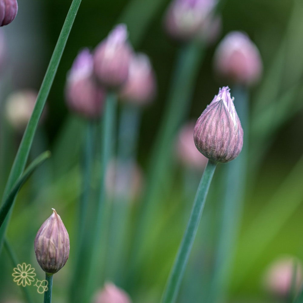 Bieslook (biologisch)