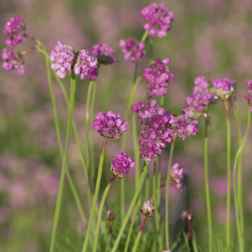 Engels Gras (biologisch)