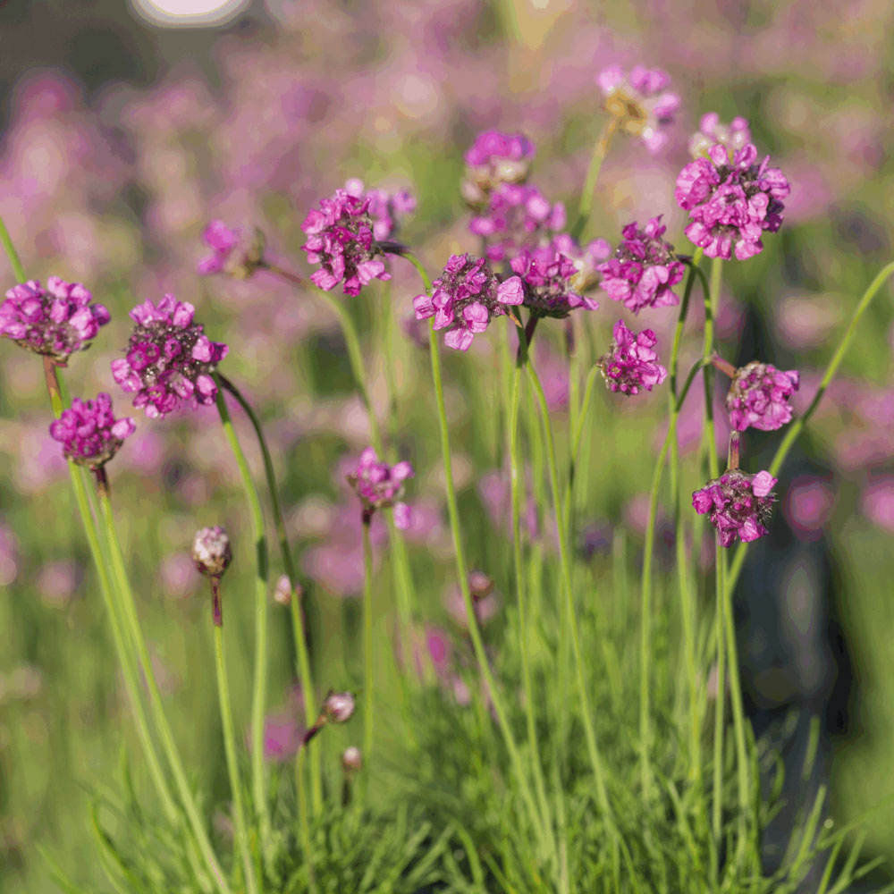 Engels Gras (biologisch)