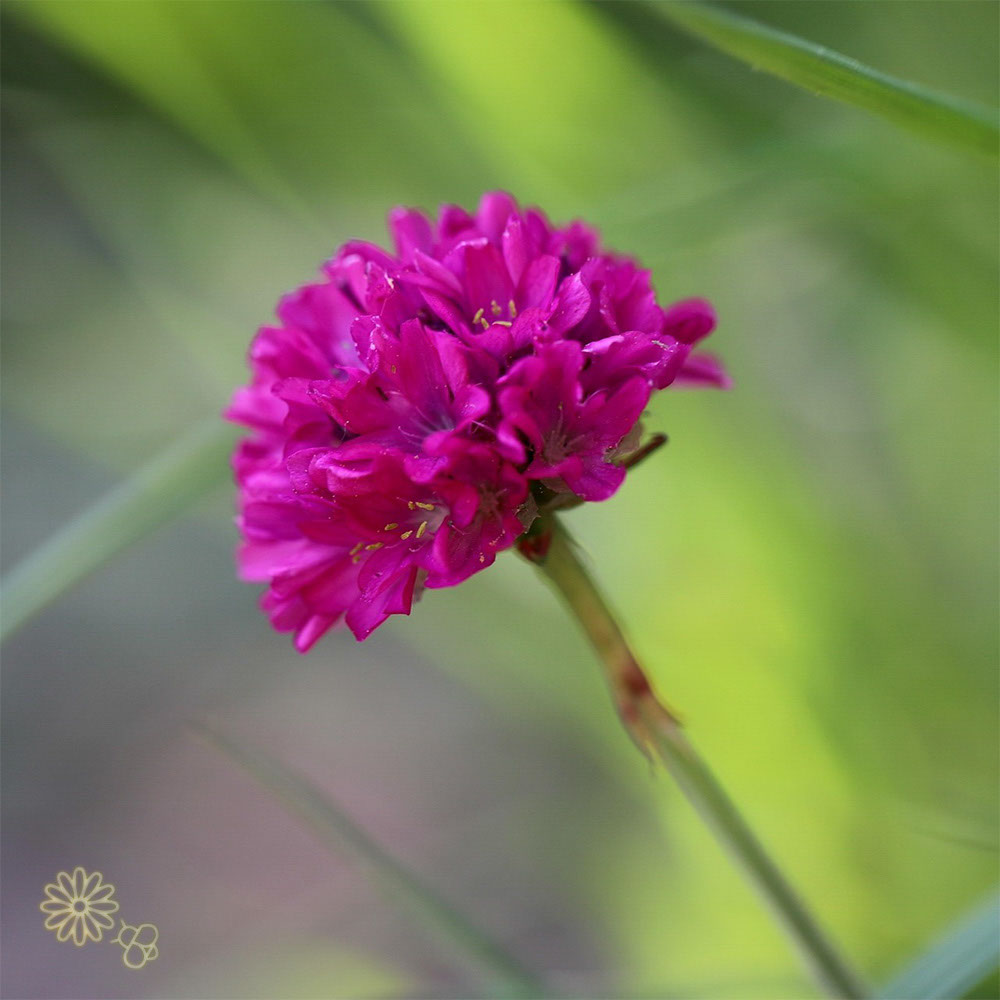 Engels Gras (biologisch)