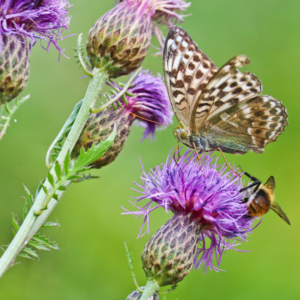 Grote Centaurie (biologisch)