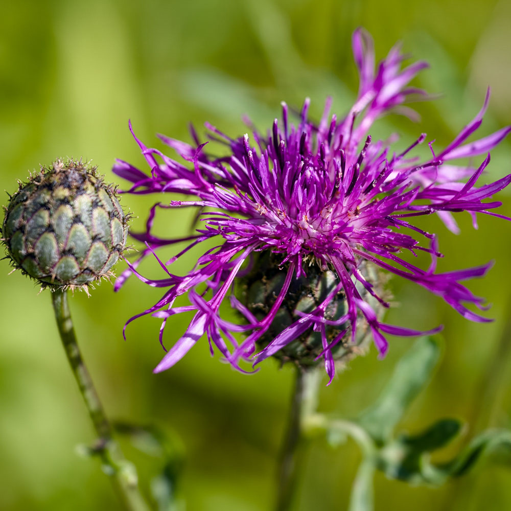 Grote Centaurie (biologisch)