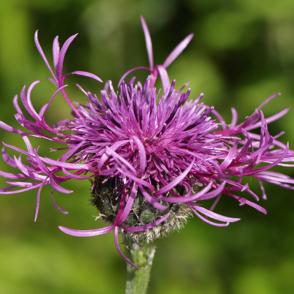 Grote Centaurie (biologisch)