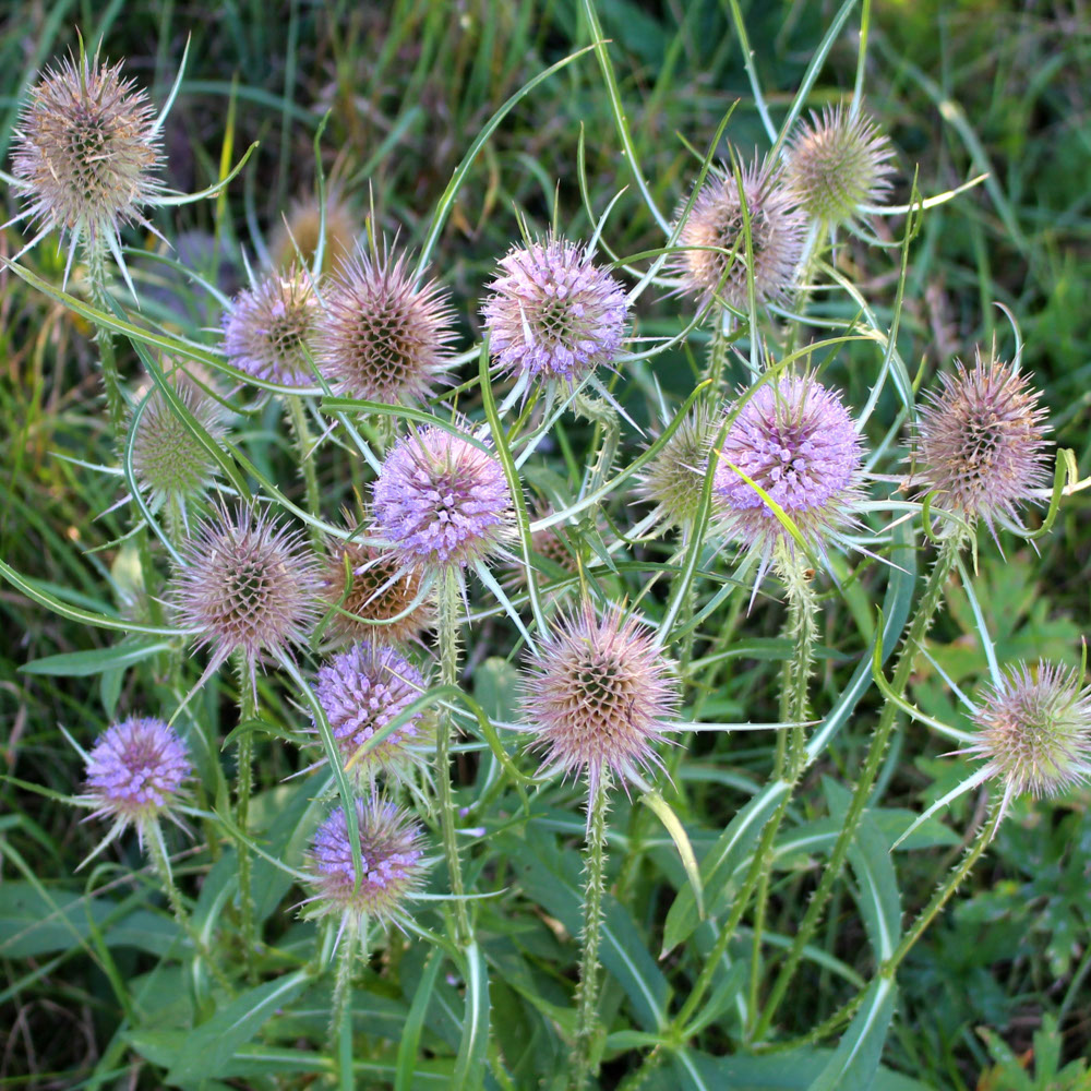 Grote Kaardenbol (biologisch)