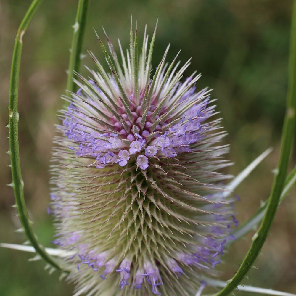 Grote Kaardenbol (biologisch)