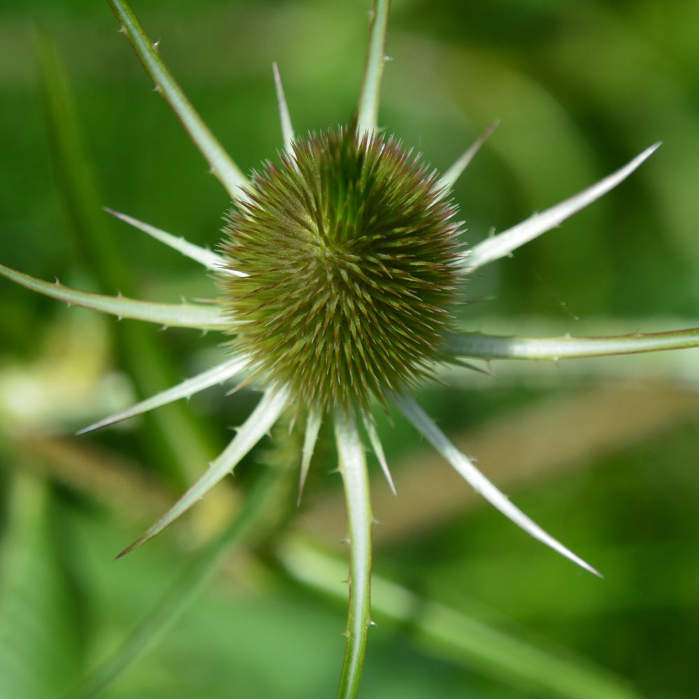 Grote Kaardenbol (biologisch)