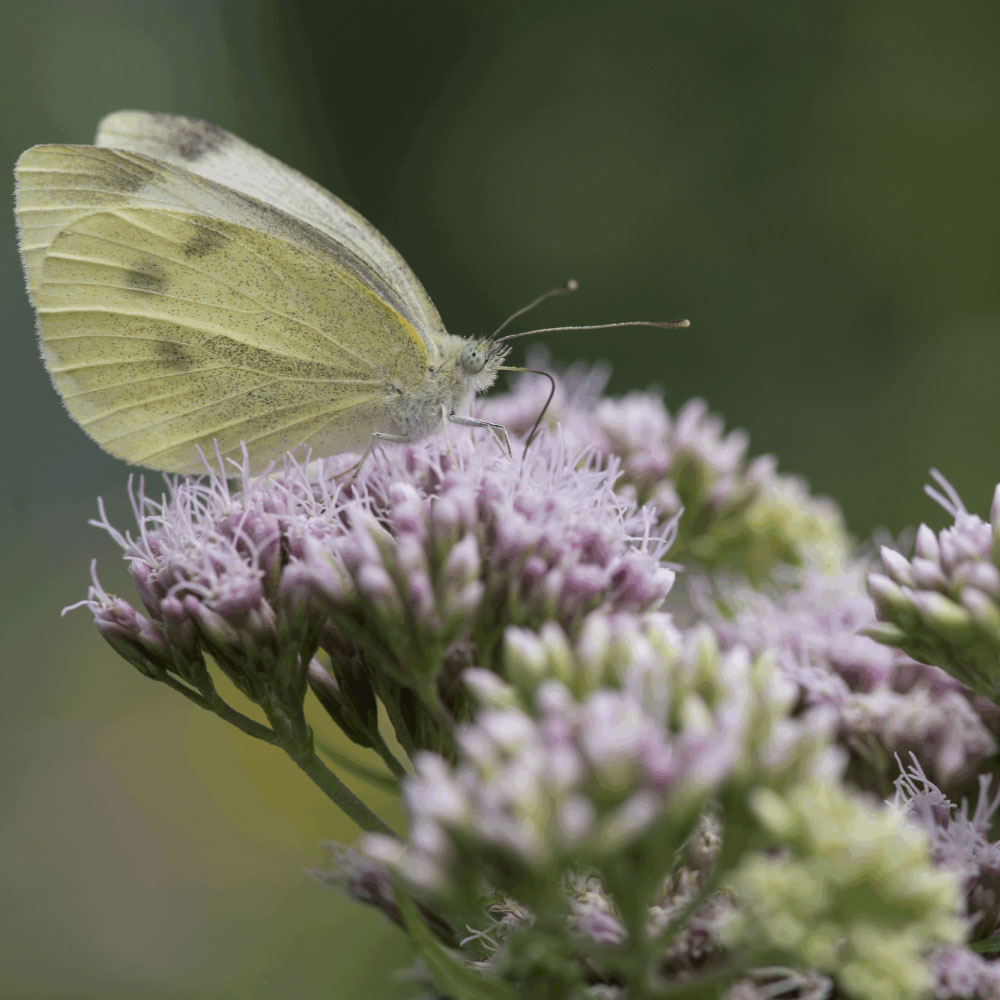 Koninginnekruid (biologisch)