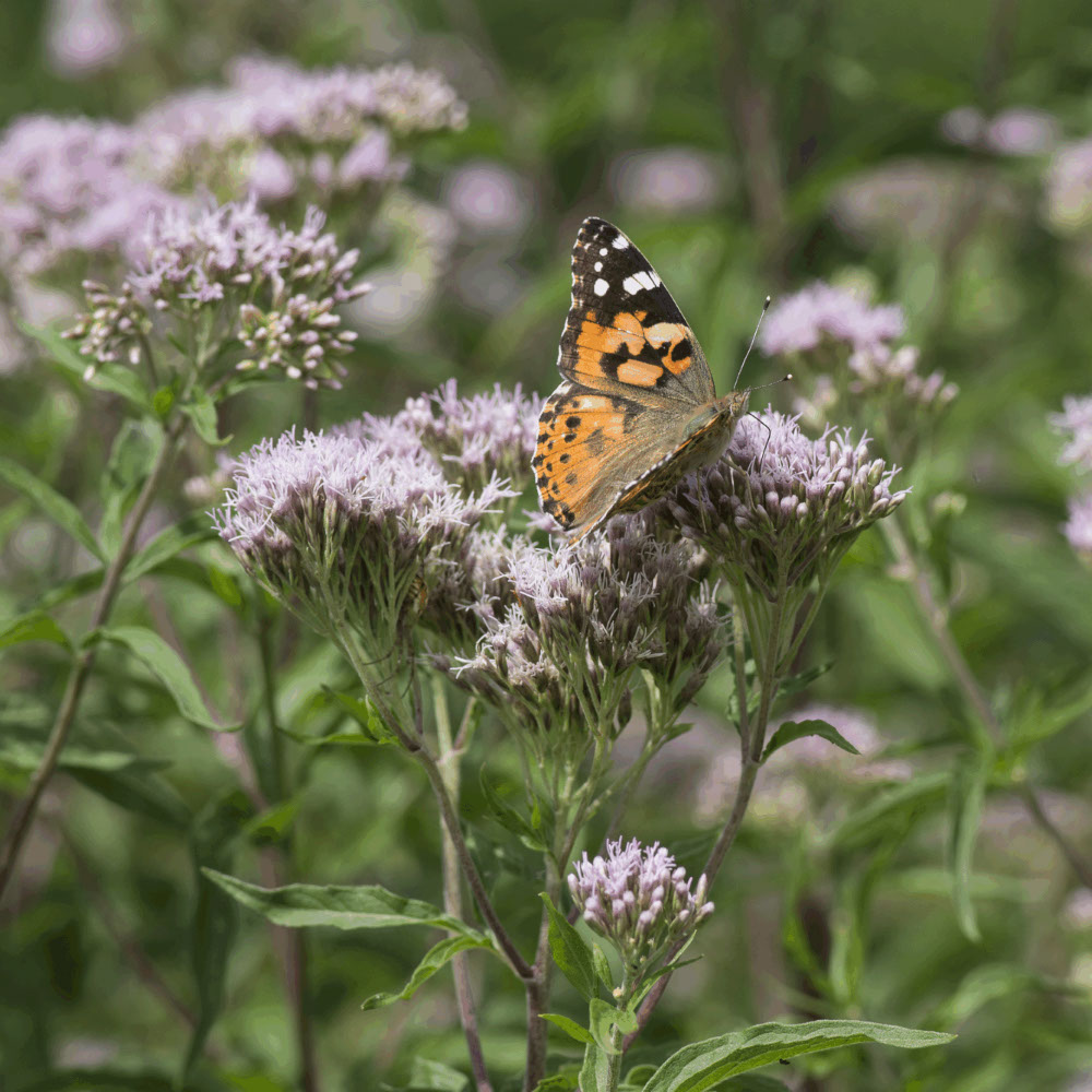 Koninginnekruid (biologisch)