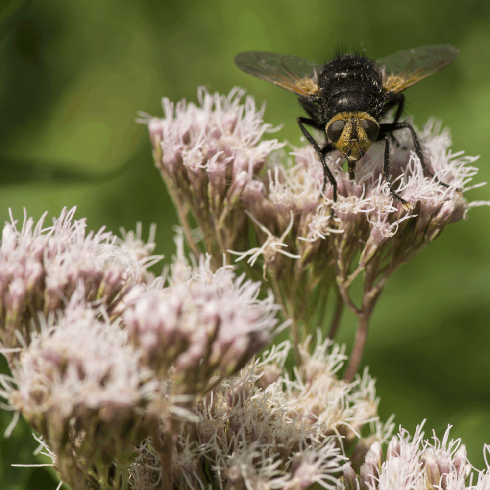 Koninginnekruid (biologisch)