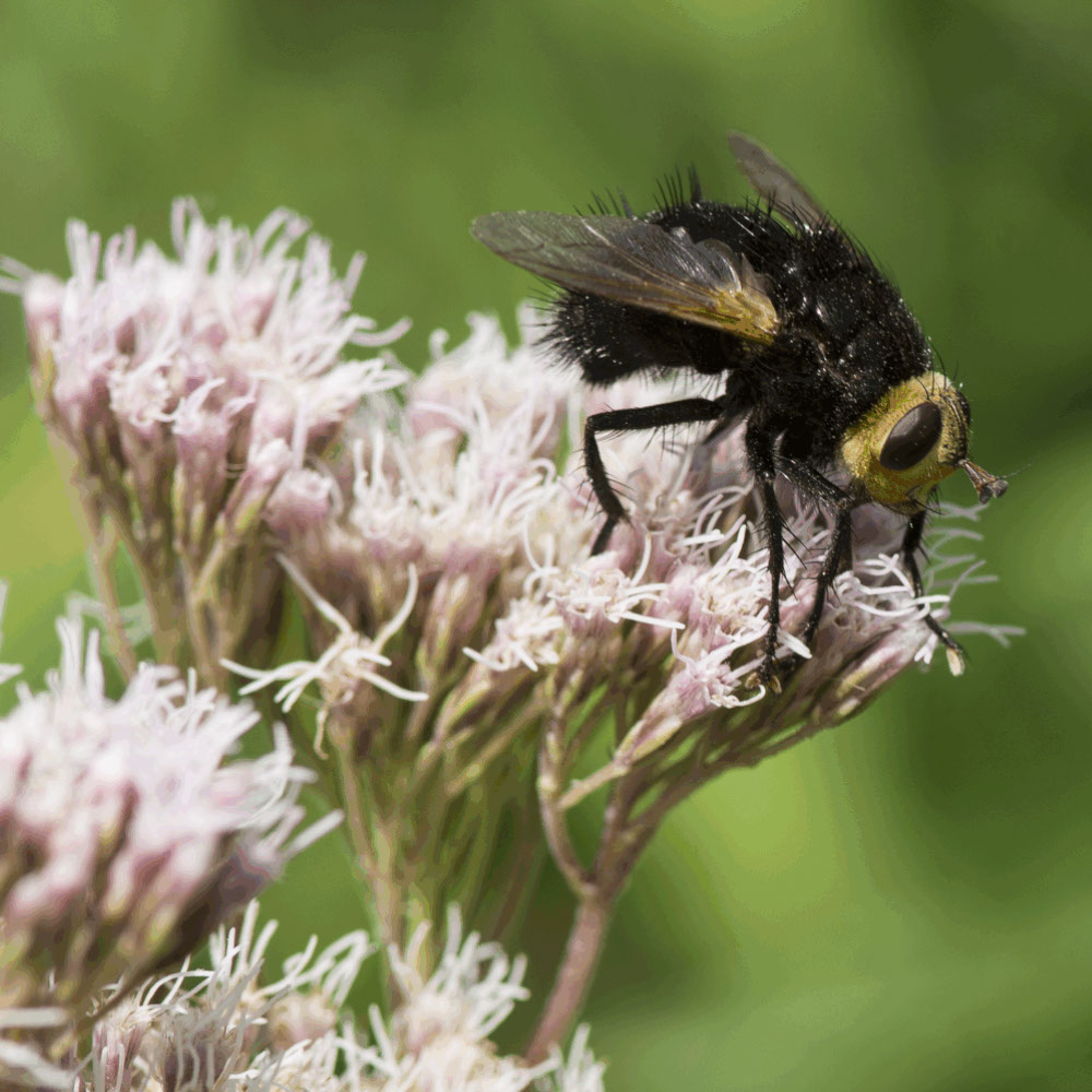 Koninginnekruid (biologisch)