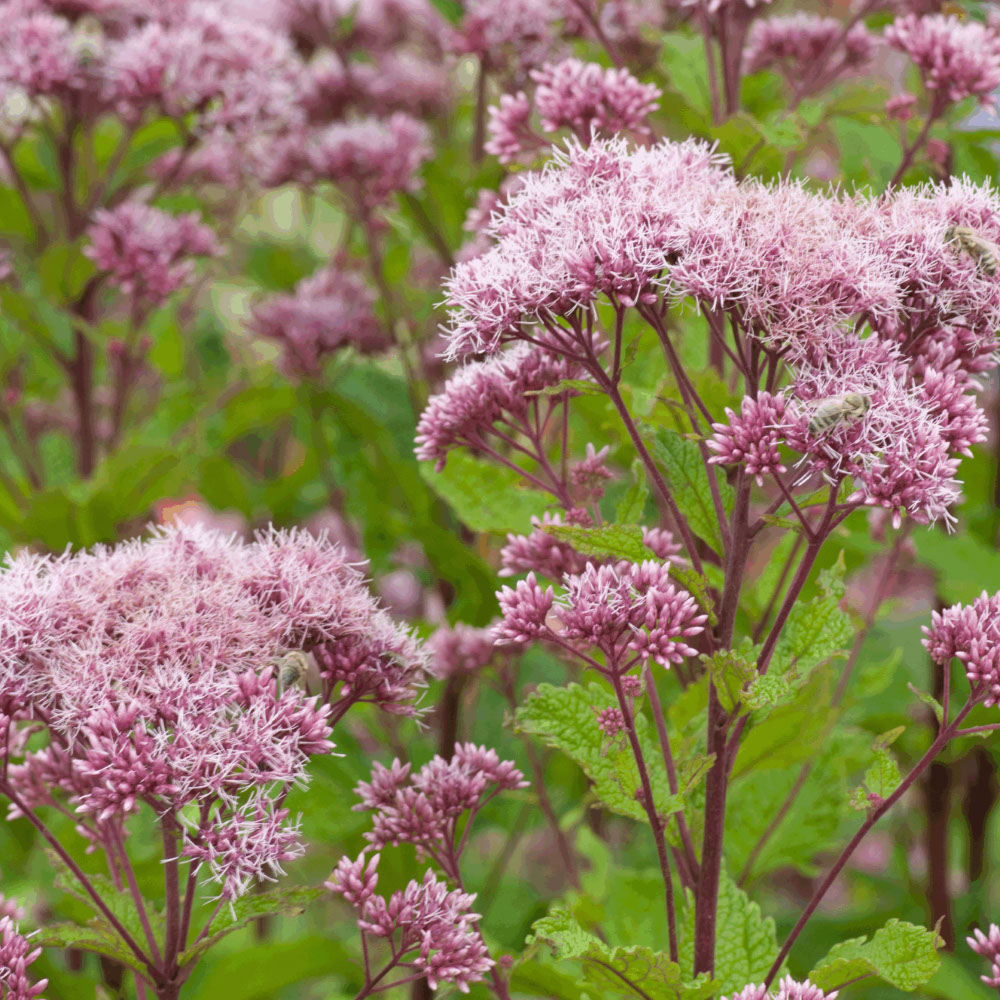 Koninginnekruid (biologisch)