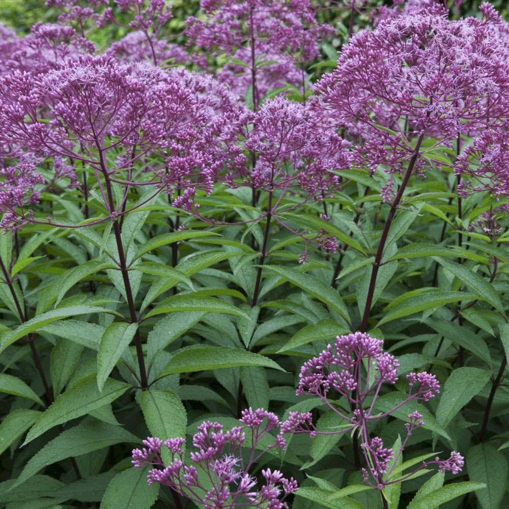 Koninginnekruid (biologisch)