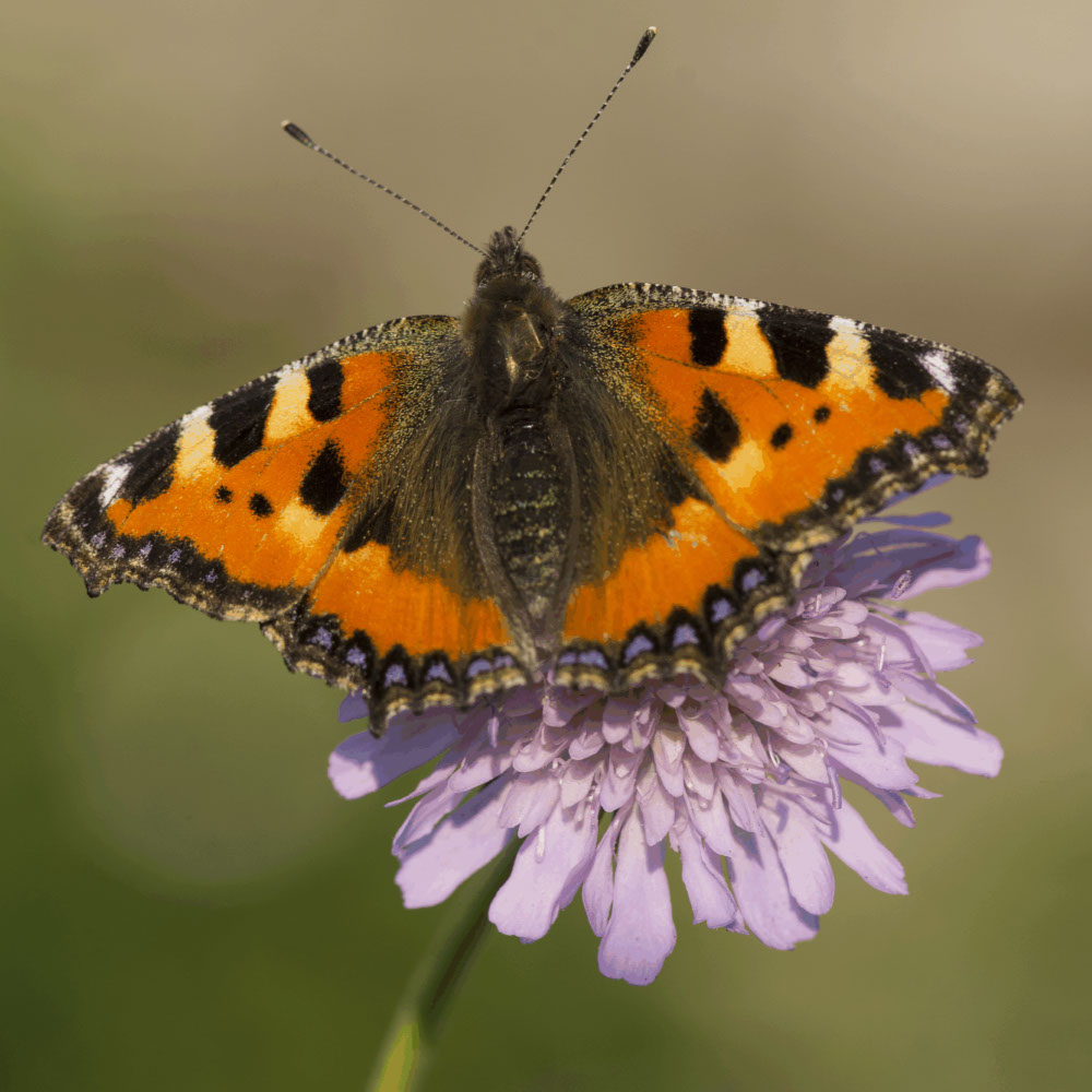 Beemdkroon (biologisch)