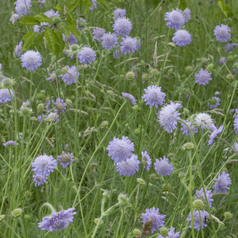 Beemdkroon (biologisch)