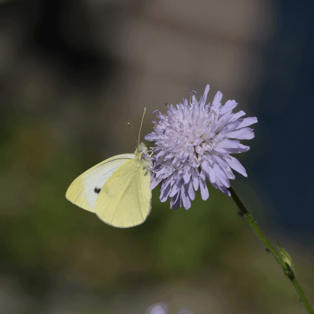 Beemdkroon (biologisch)