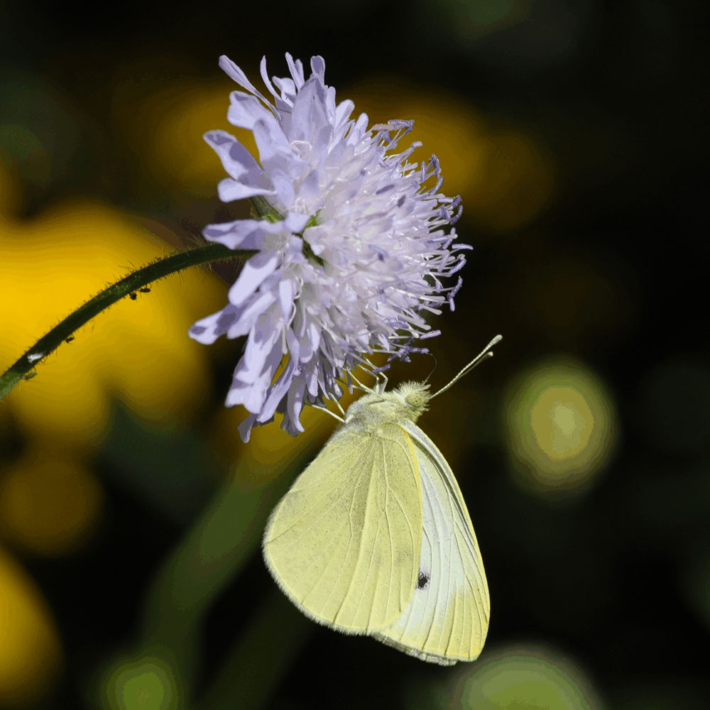 Beemdkroon (biologisch)