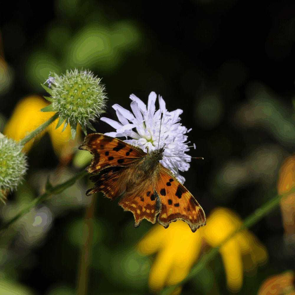 Beemdkroon (biologisch)