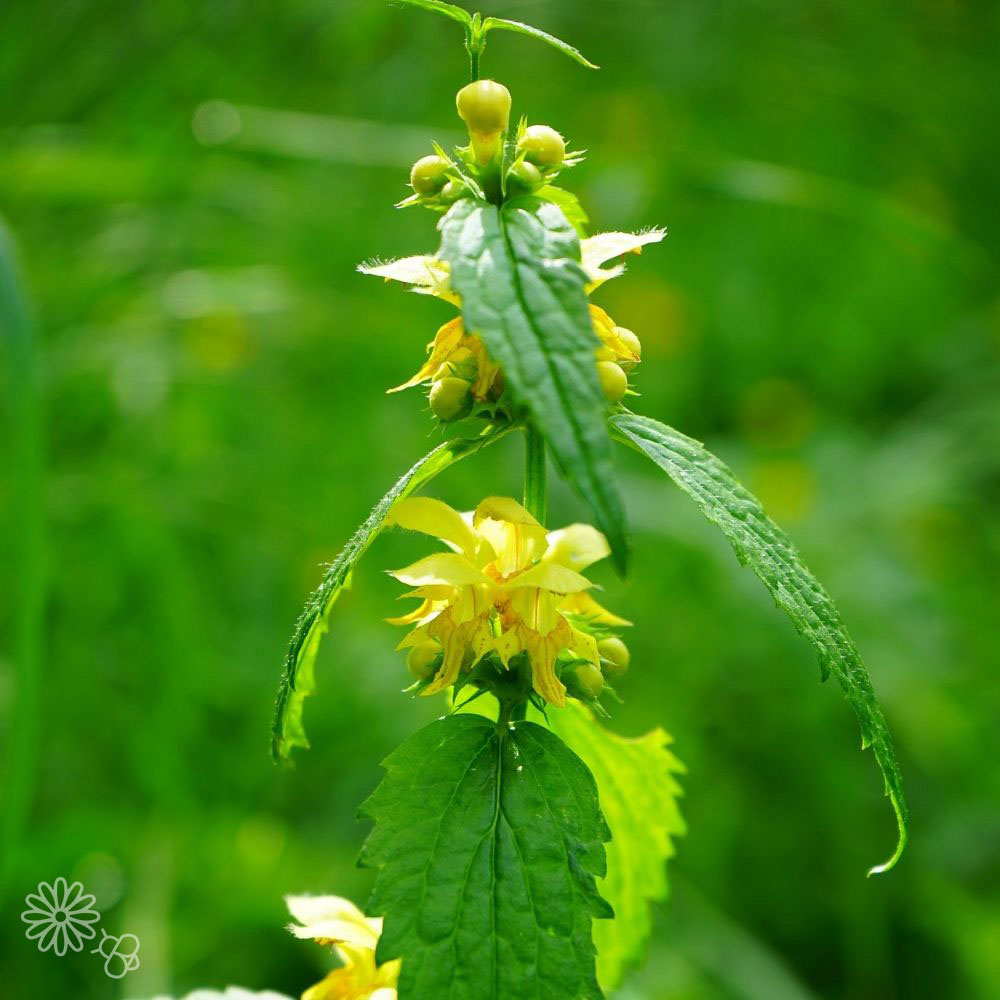 Gele Dovenetel (biologisch)