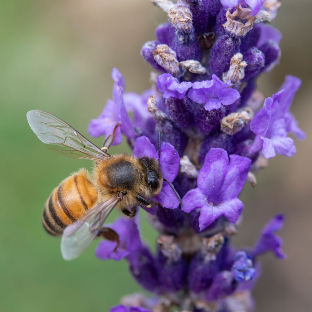 Lavendel - Hidcote (biologisch)