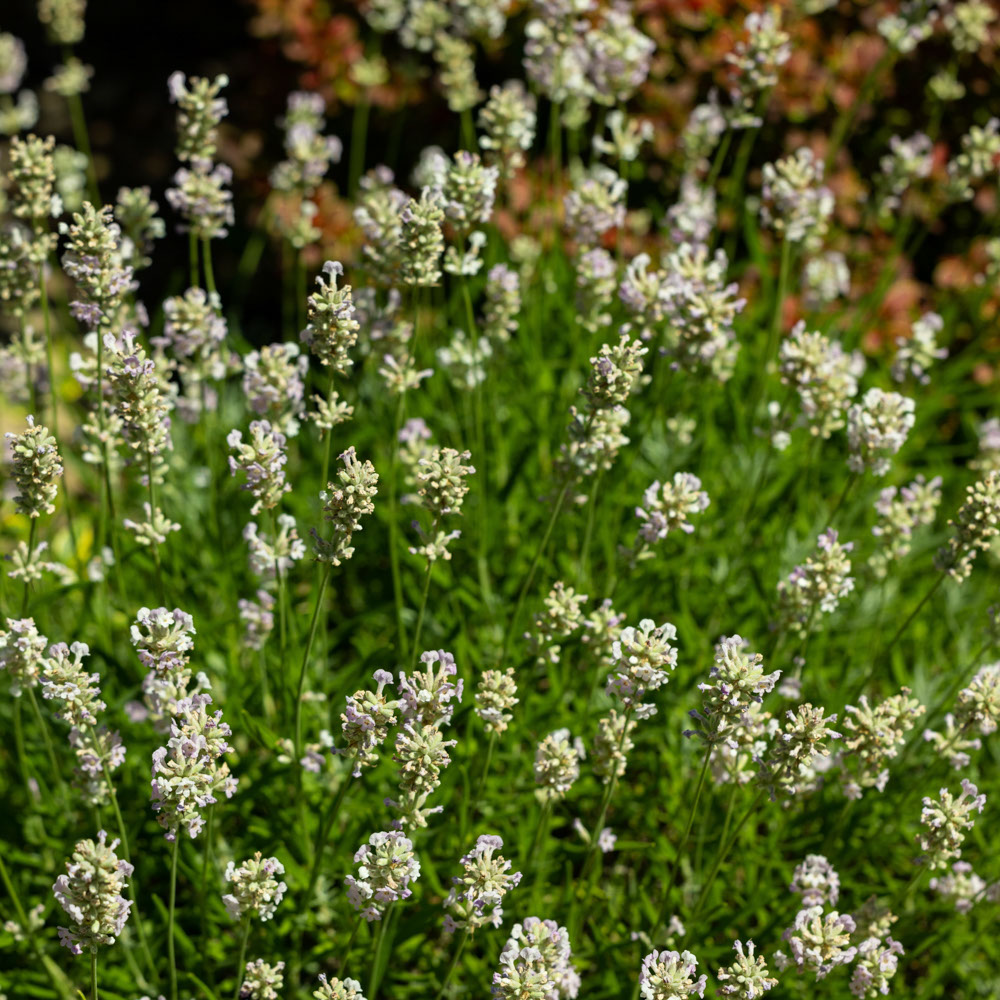 Lavendel - White Summer (biologisch)