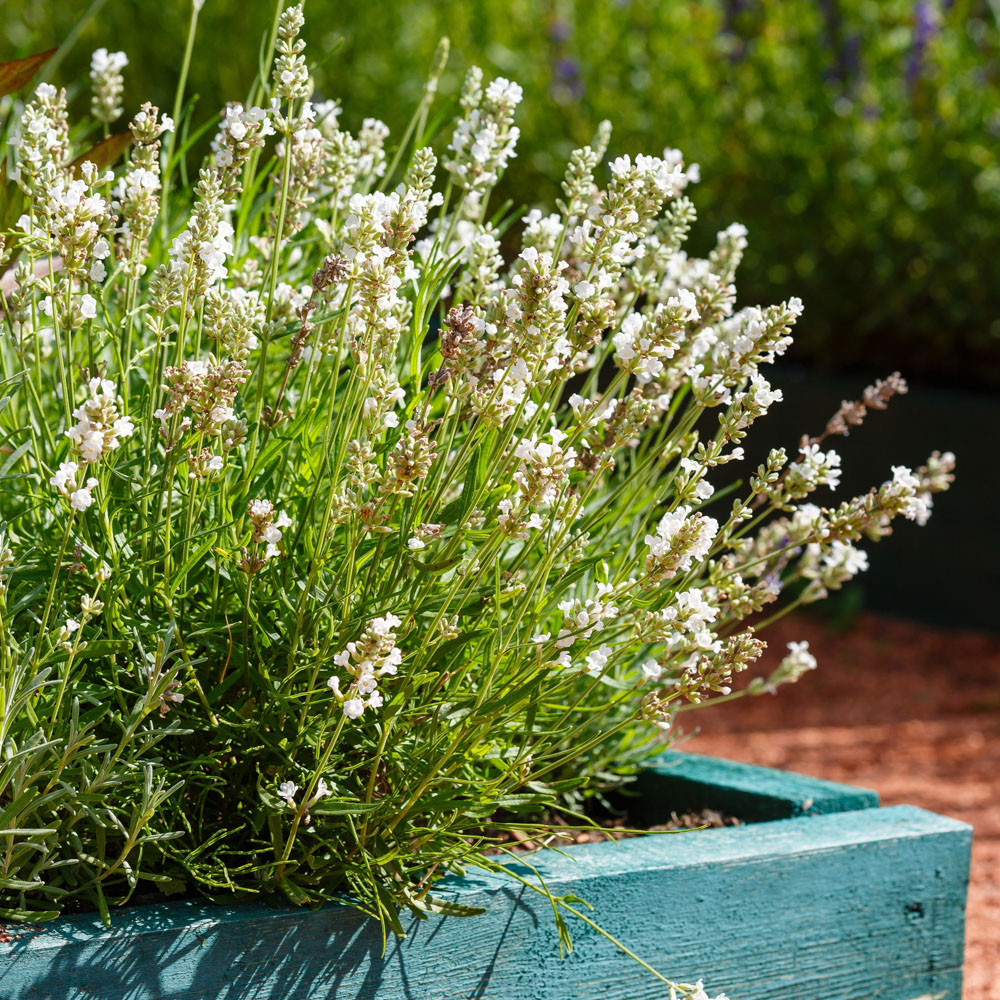 Lavendel - White Summer (biologisch)