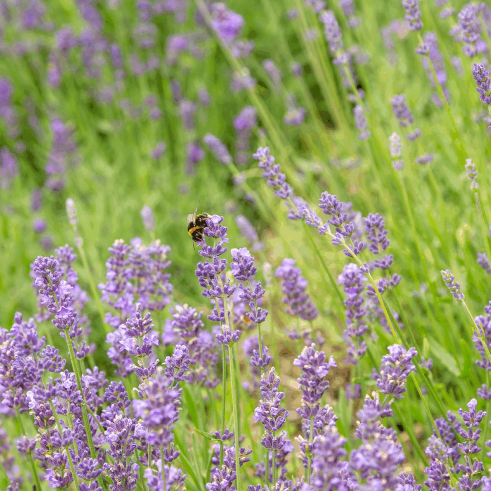 Lavendel - Angustifolia (biologisch)