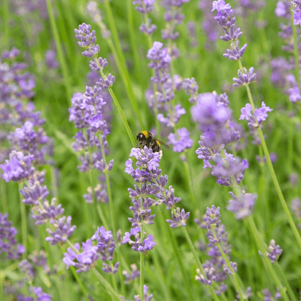 Lavendel - Angustifolia (biologisch)