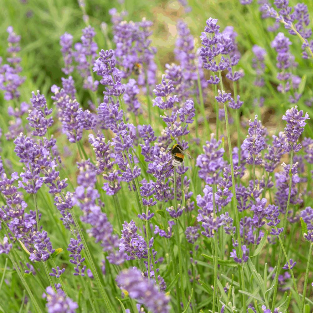 Lavendel - Angustifolia (biologisch)