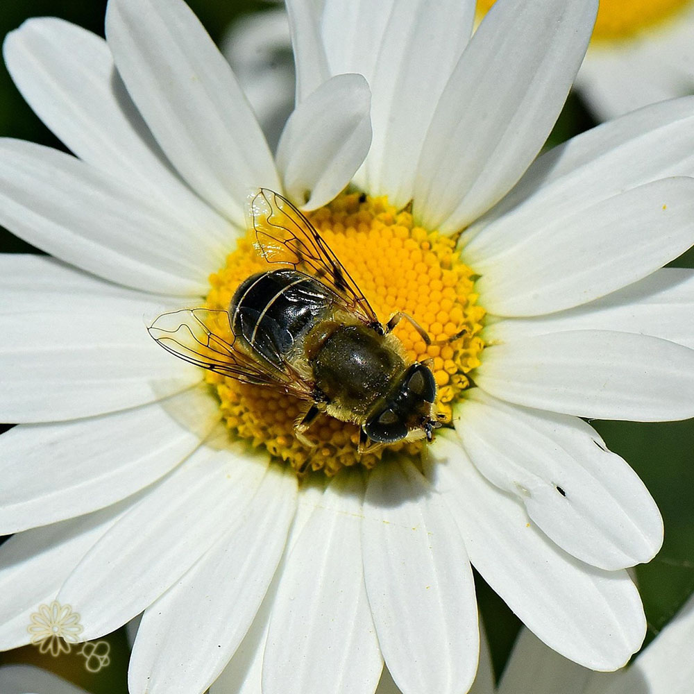 Gewone Margriet (biologisch)