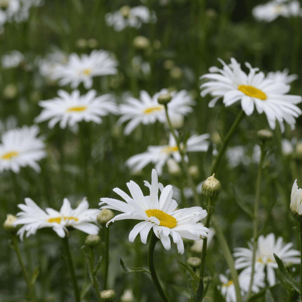 Gewone Margriet (biologisch)