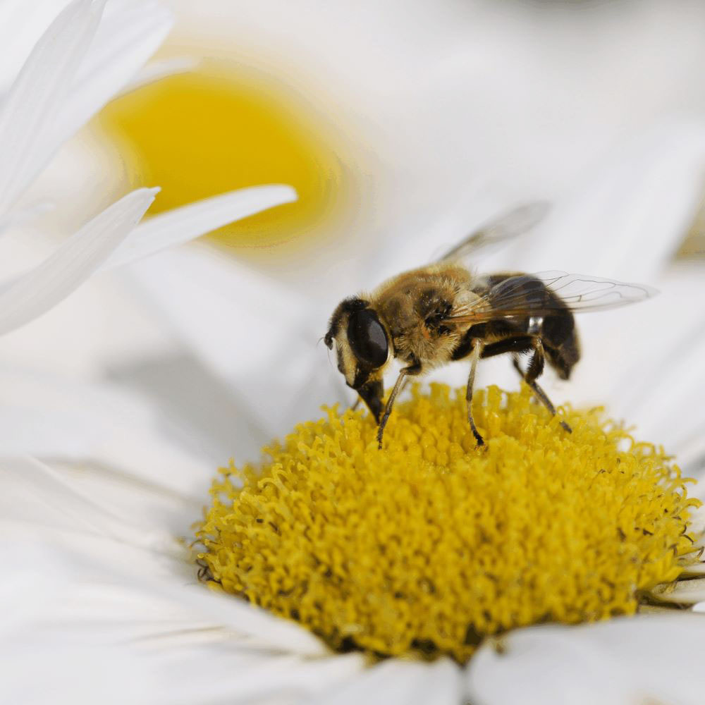 Gewone Margriet (biologisch)