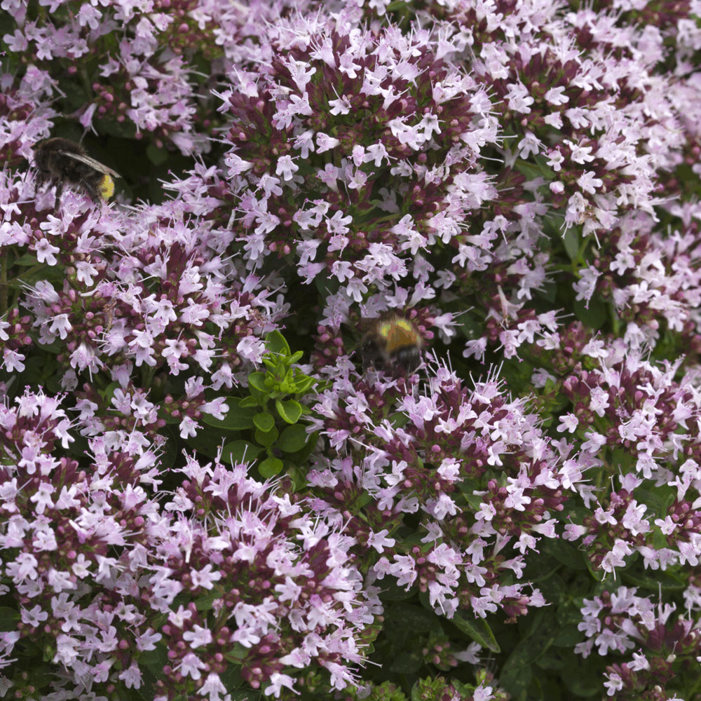 Wilde Marjolein (biologisch)