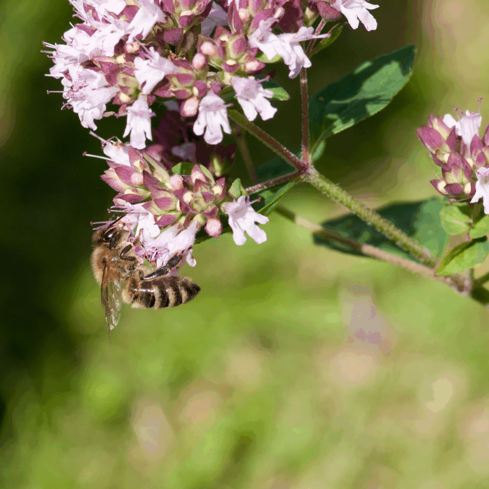 Wilde Marjolein (biologisch)