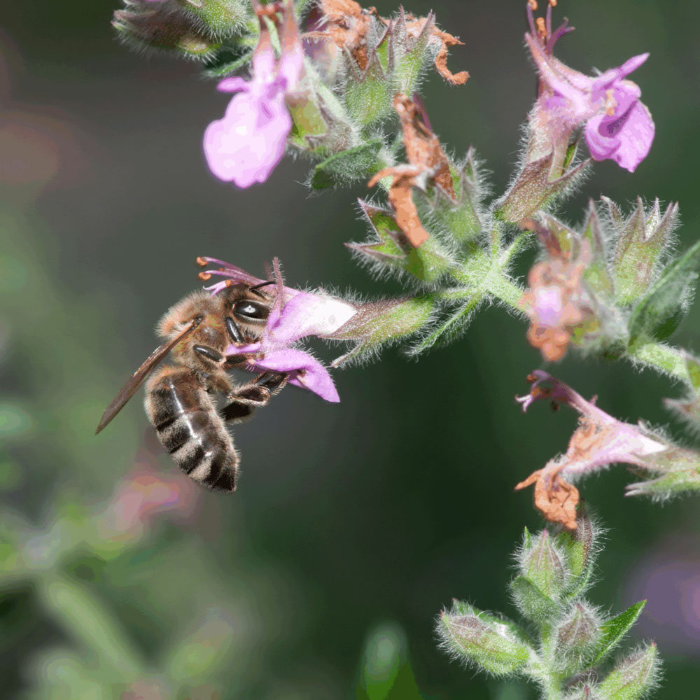 Wilde Marjolein (biologisch)