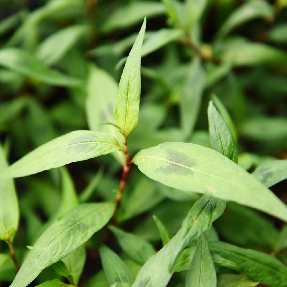 Vietnamese koriander (biologisch)