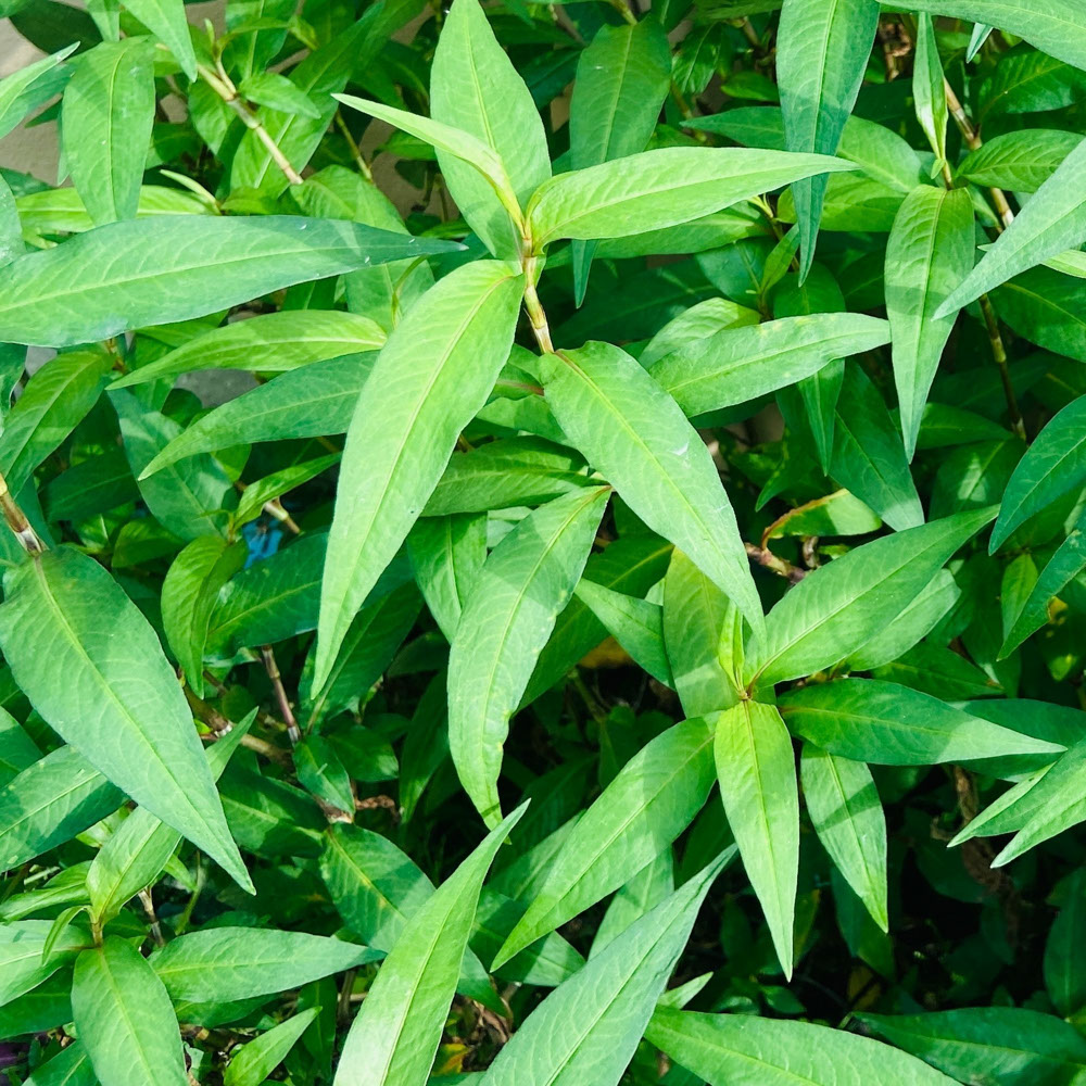 Vietnamese koriander (biologisch)