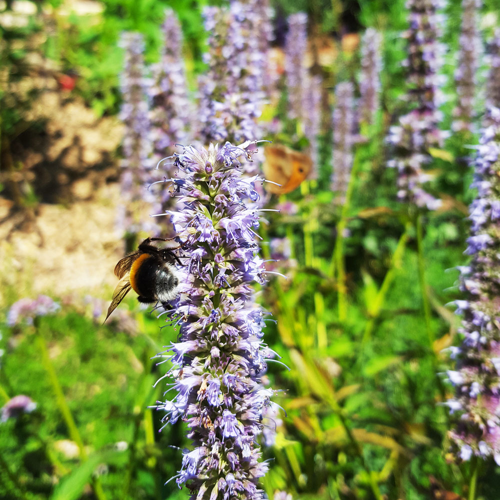 Honingmeloensalie (biologisch)