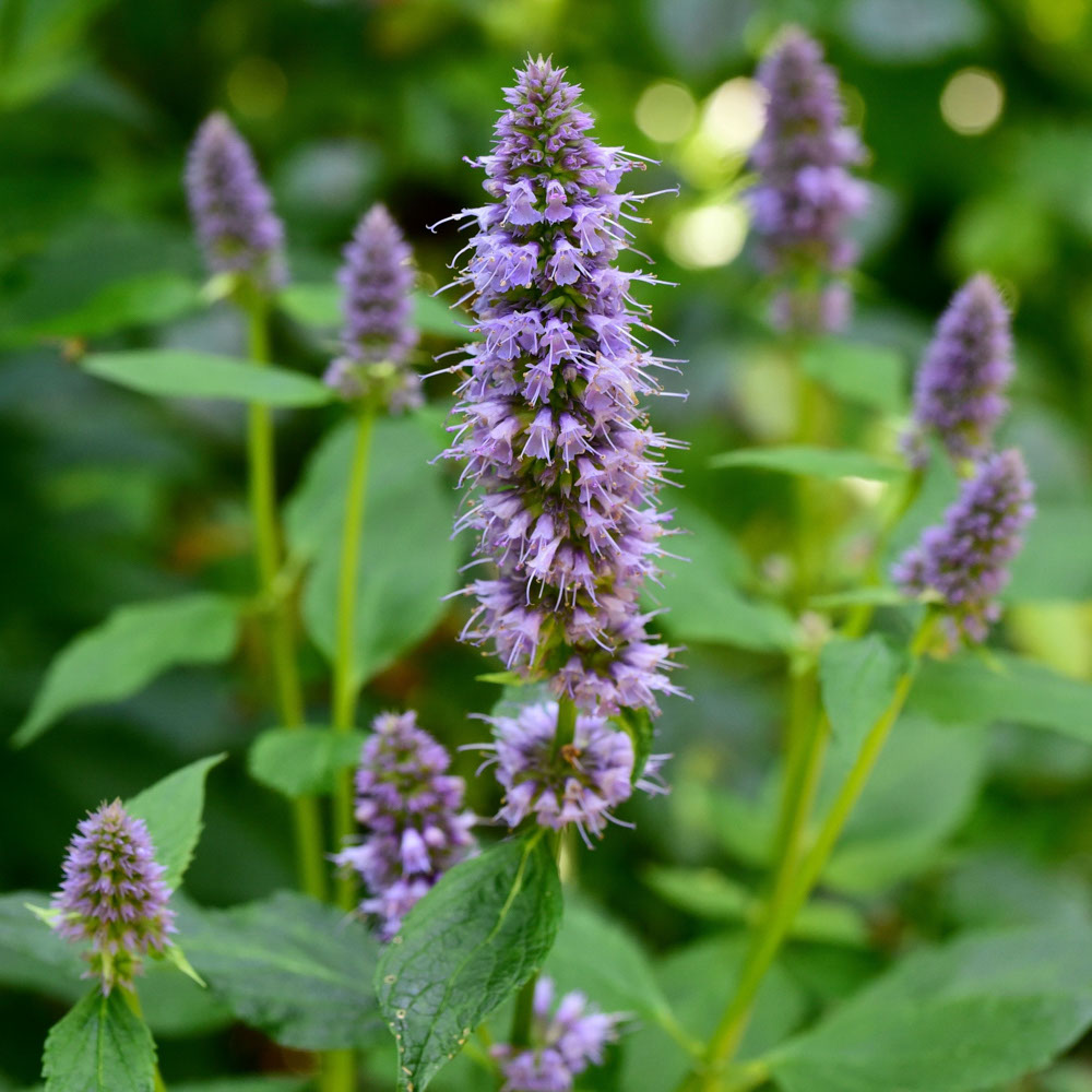 Honingmeloensalie (biologisch)