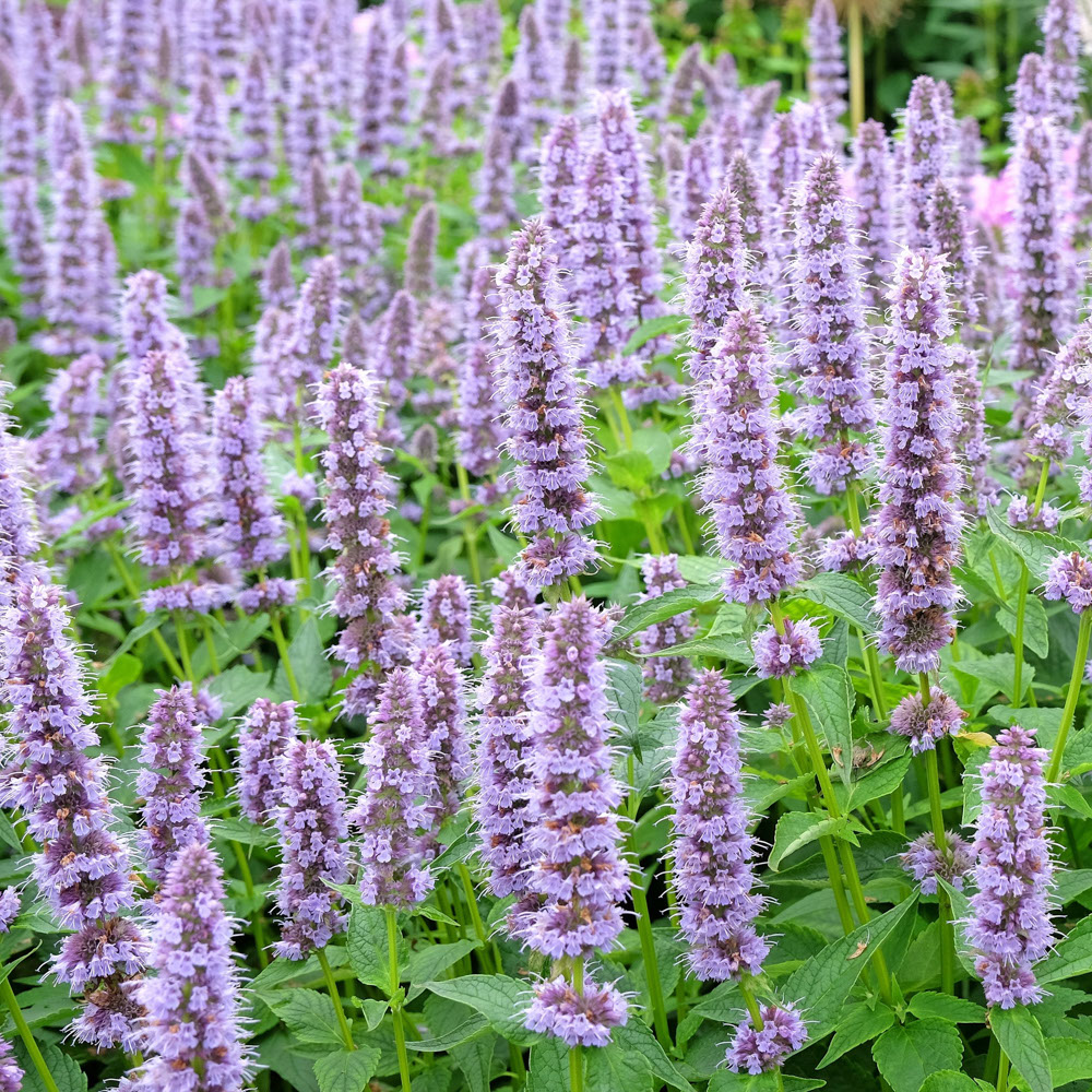 Honingmeloensalie (biologisch)