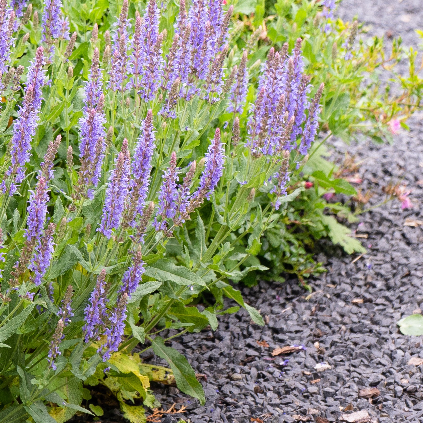 Bossalie - Blauw-Paars (biologisch)