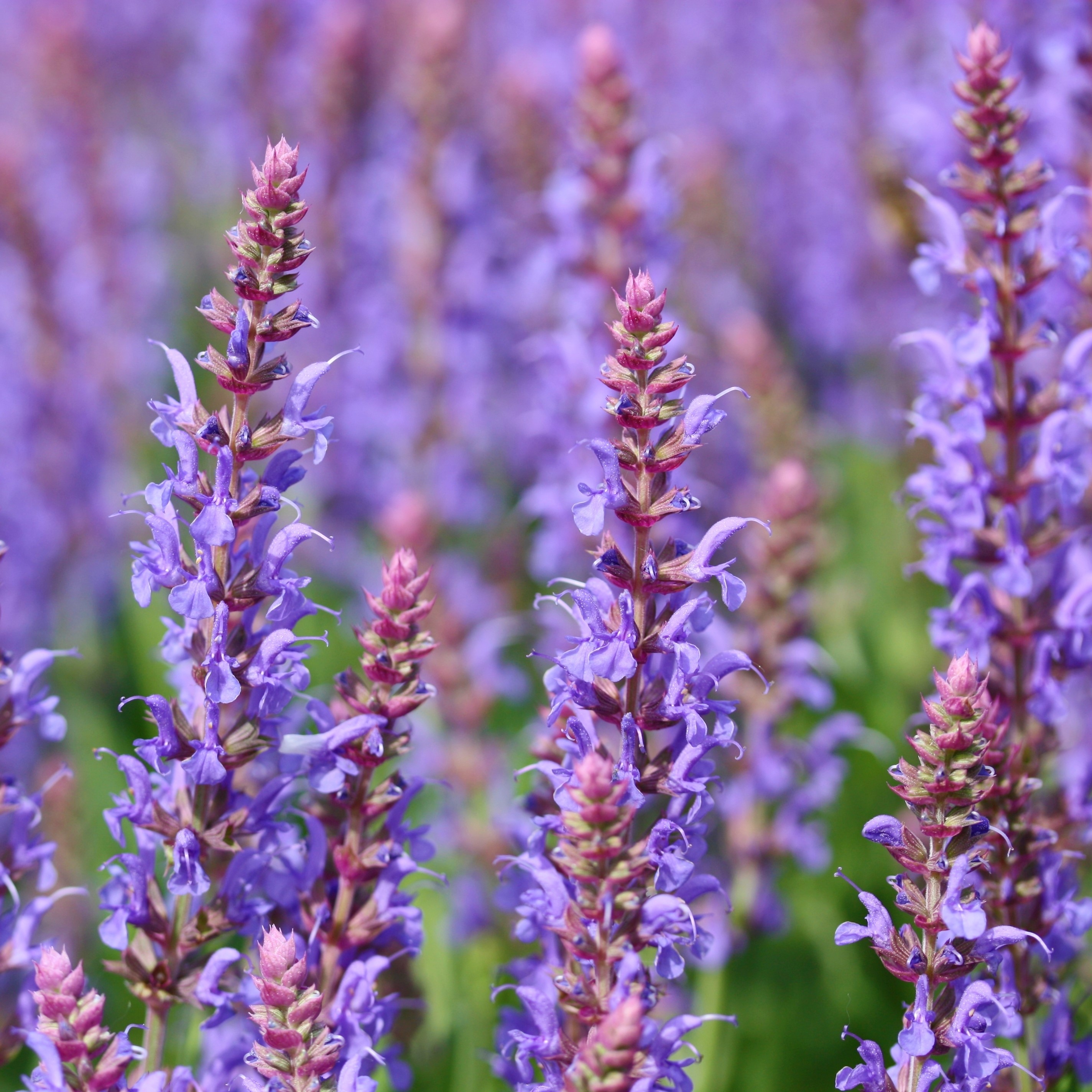 Bossalie - Blauw-Paars (biologisch)