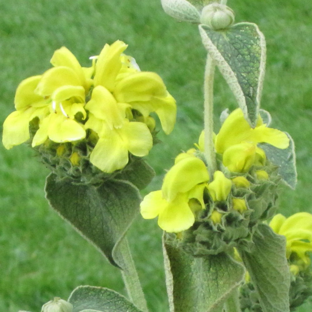 Salie - Berggarten (biologisch)