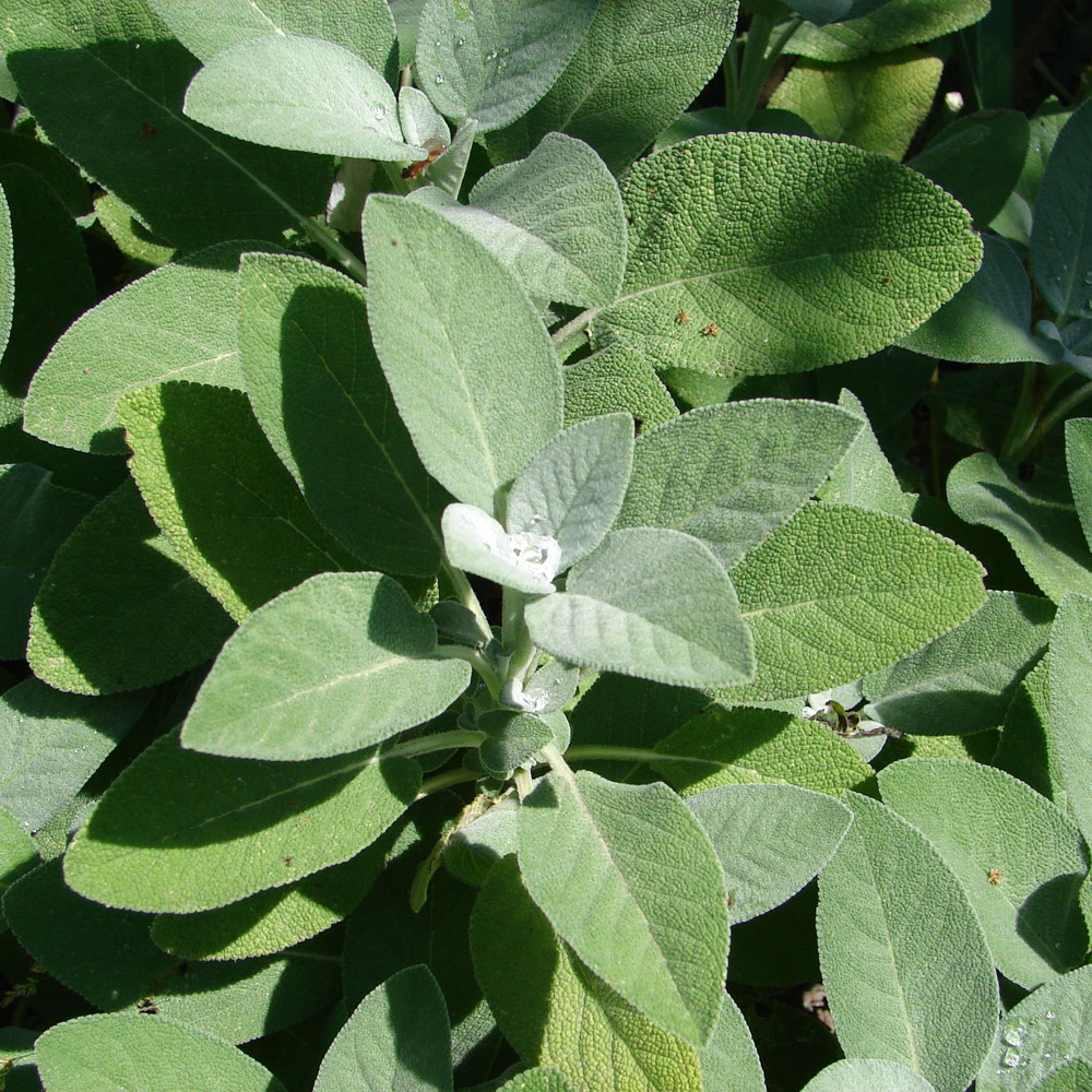 Salie - Berggarten (biologisch)