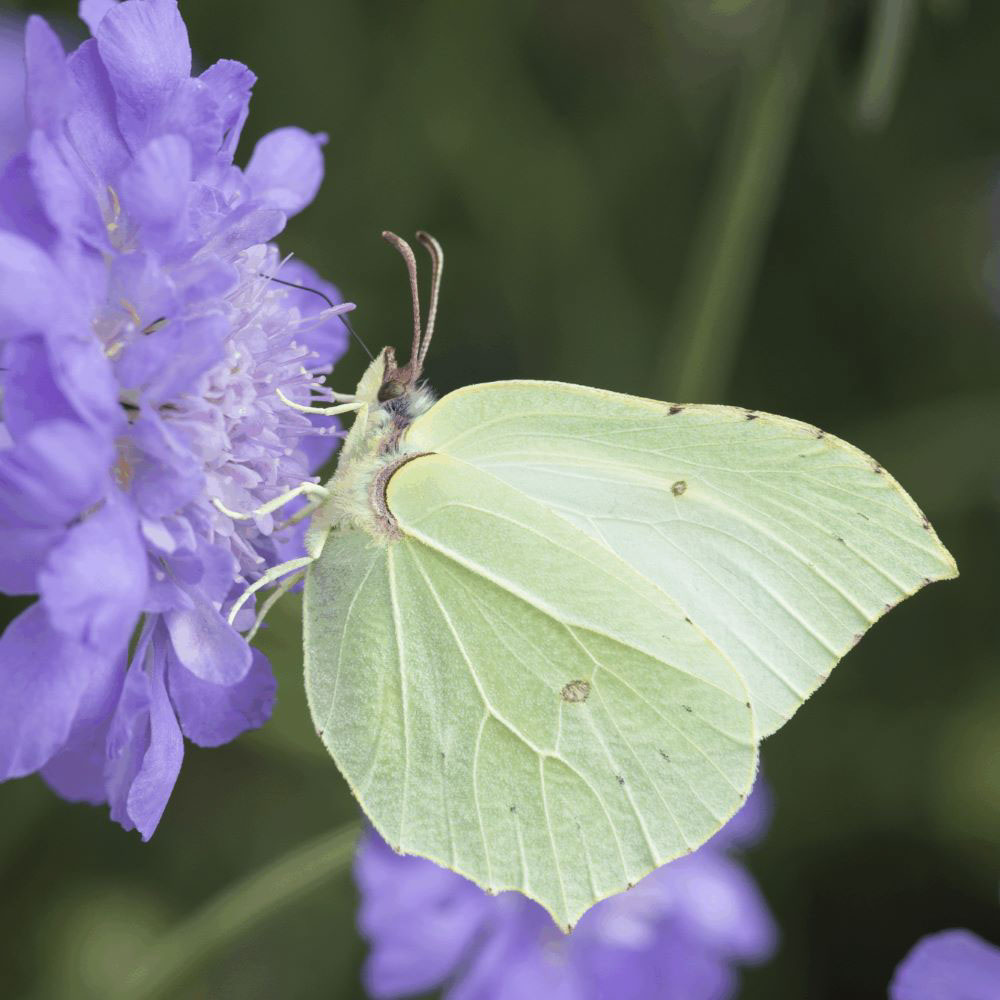 Duifkruid - Butterfly Blue (biologisch)